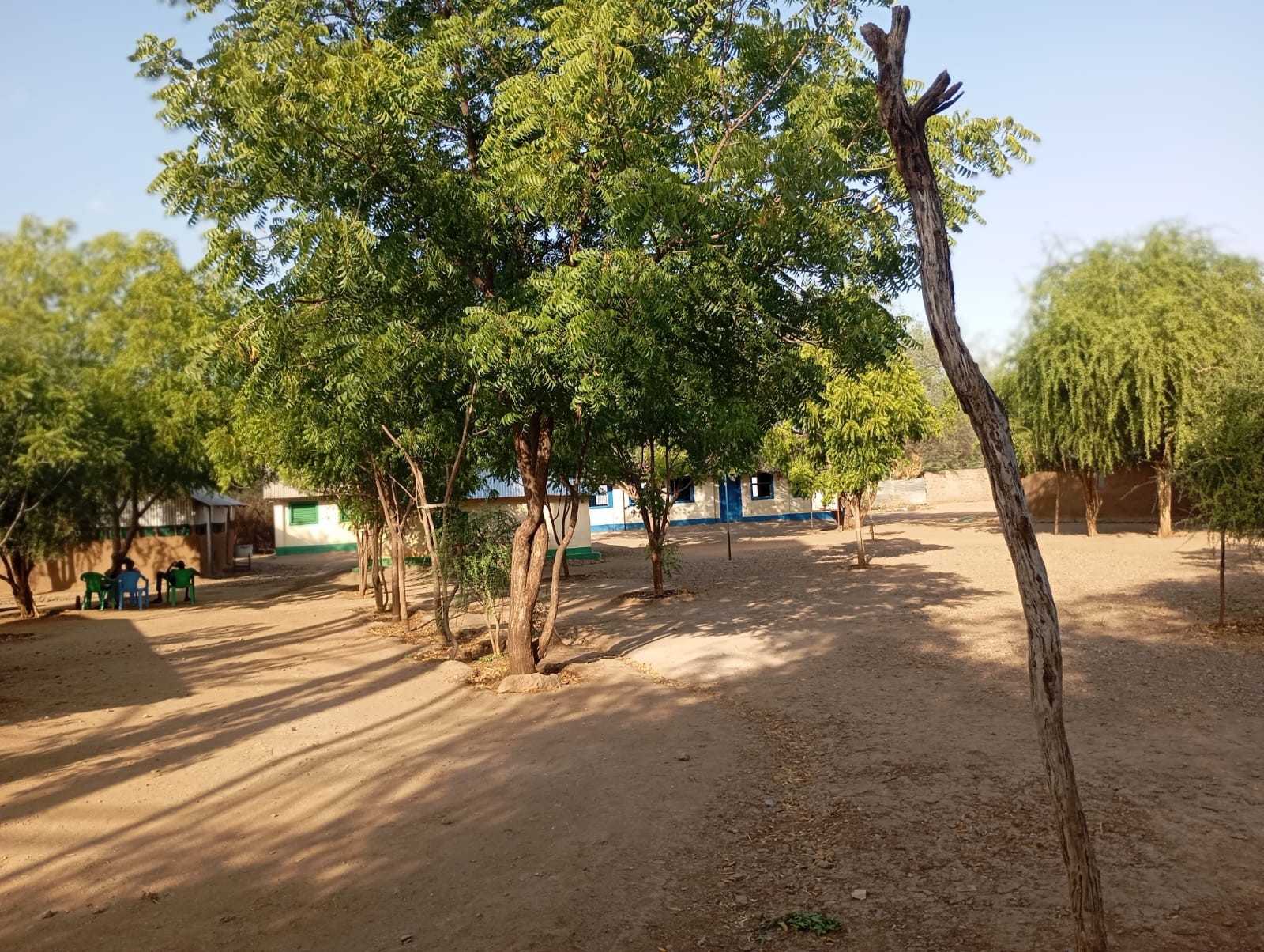 Tree-lined school compound providing shade and a calm learning atmosphere.
